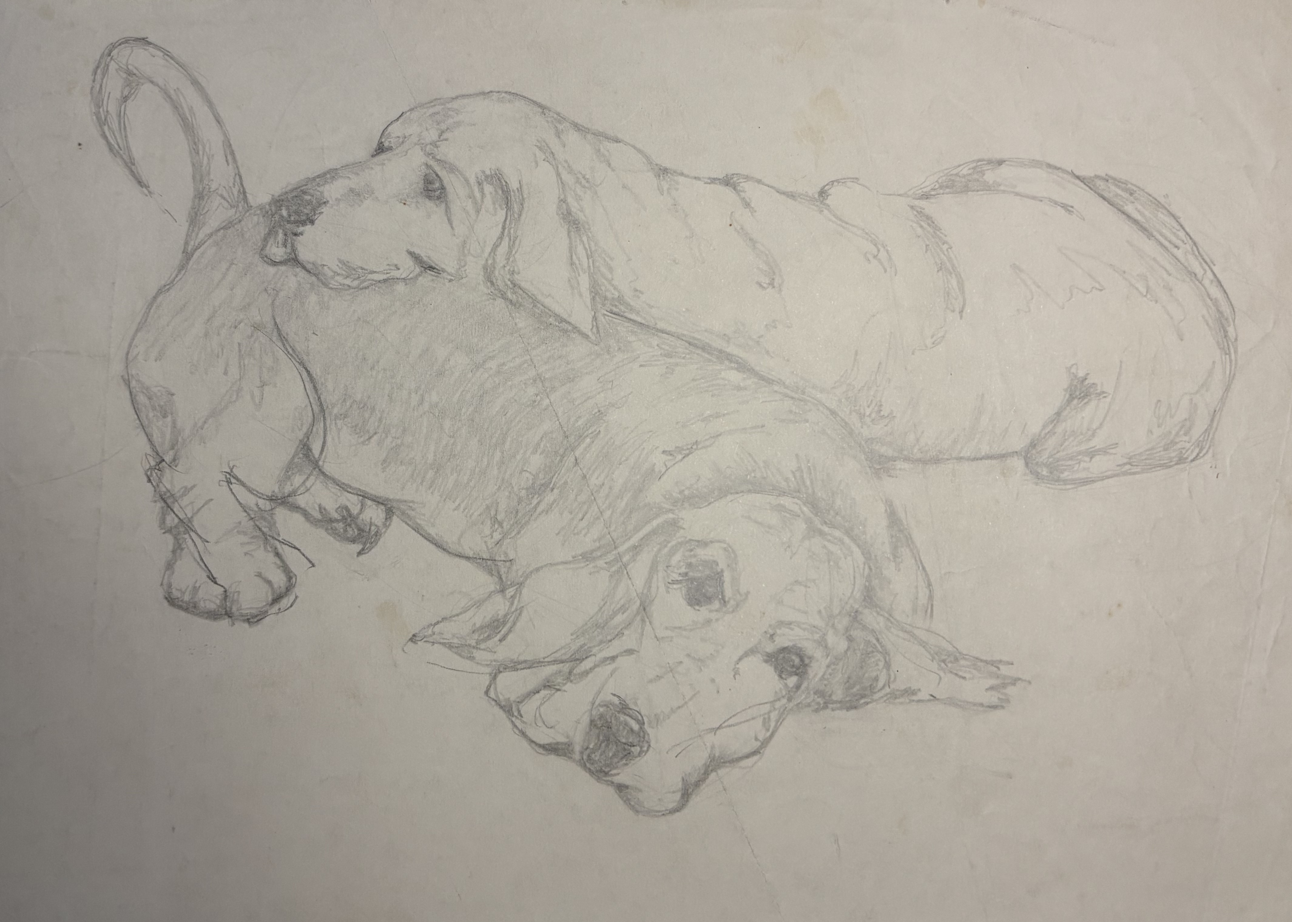 Pencil drawing of a labrador II, 1998
